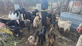 Kilis'te kaybolan küçükbaş hayvanlar jandarma tarafından bulundu