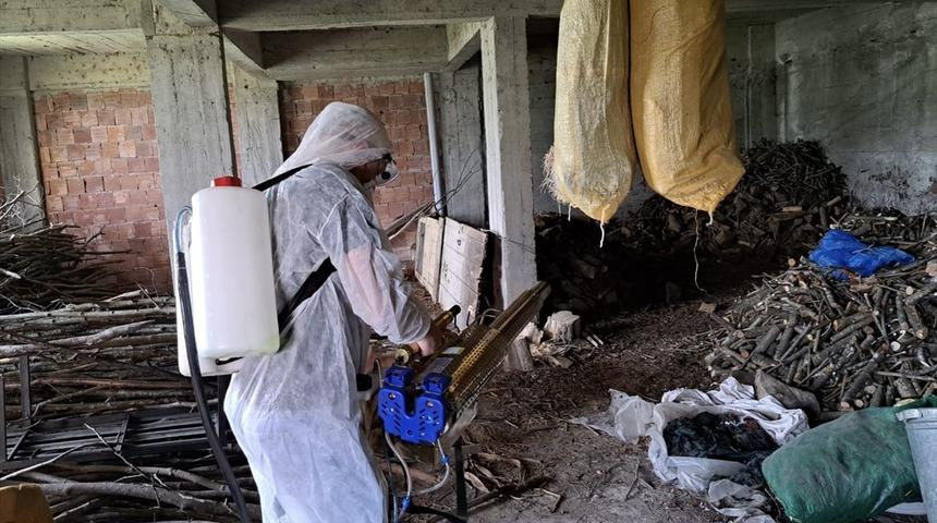 "Fındığın belalısı" kahverengi kokarcaya karşı 200 bini aşkın samuray arısı