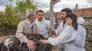 Yalnızlıktan strese girmiş! Diyarbakır'da firari deve kuşuna eş aranıyor