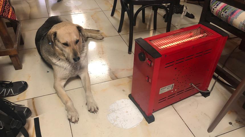 Kar ve soğuktan kaçan köpek çay ocağındaki ısıtıcının yanına uzandı