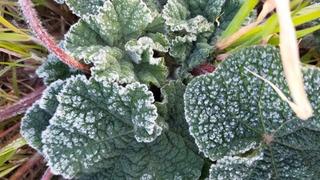 Aydın'da zirai don bekleniyor