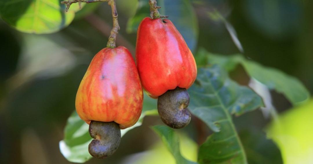 &Ccedil;ok ilgin&ccedil;! Bu meyveden elde edilen kuru yemiş hangisi?