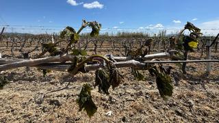 Manisa'da zirai don etkili oldu