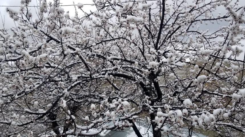 Erzincan’da çiçek açan meyve ağaçlarını don vurdu