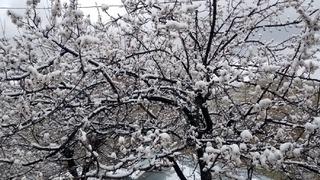 Erzincan’da çiçek açan meyve ağaçlarını don vurdu