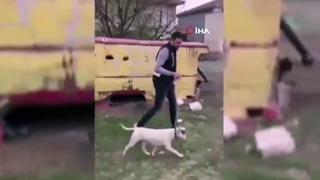 10 bin Euro değerindeki köpeği çalan şüpheli tutuklandı