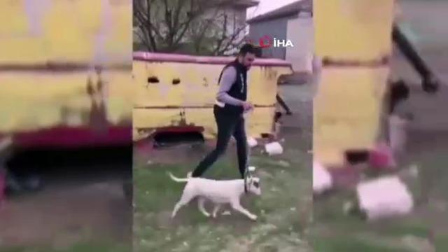 10 bin Euro değerindeki köpeği çalan şüpheli tutuklandı