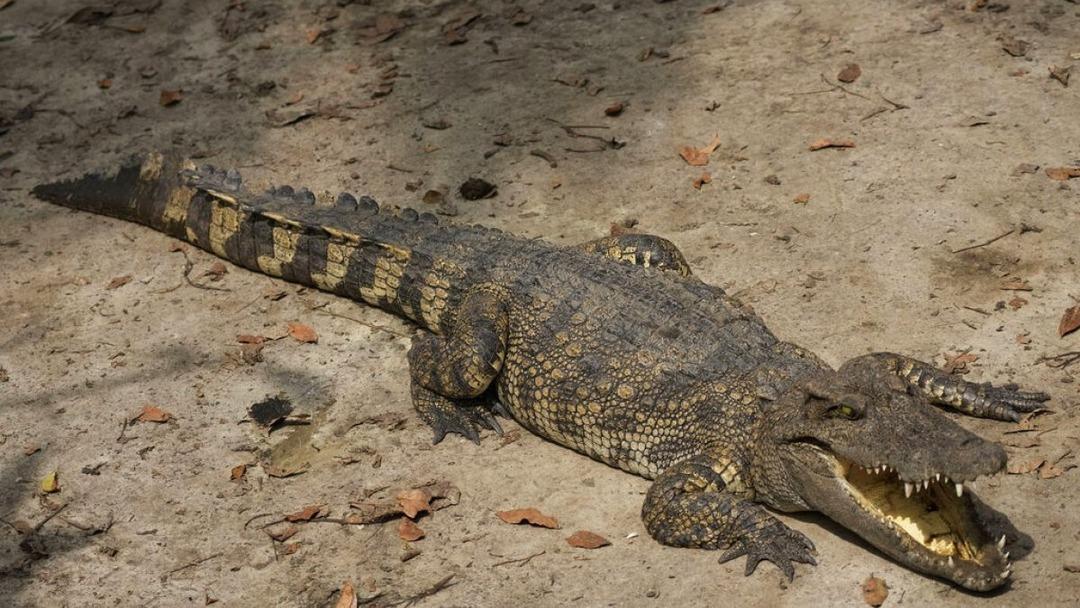 100 ton timsah satışa çıkarıldı! Şirket iflas edince hayvanlar ortada kaldı! Mahkeme bakın ne kadar istiyor... 2
