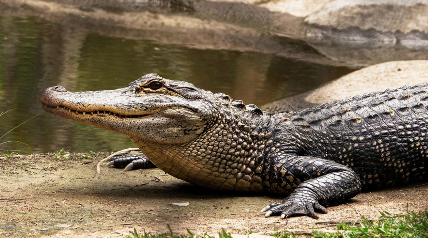 100 ton timsah satışa çıkarıldı! Şirket iflas edince hayvanlar ortada kaldı! Mahkeme bakın ne kadar istiyor...