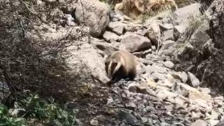 Batman'da 'porsuk' görüntülendi