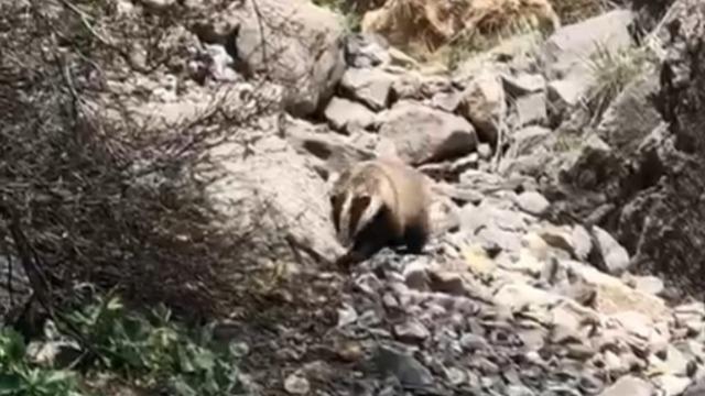 Batman'da 'porsuk' görüntülendi
