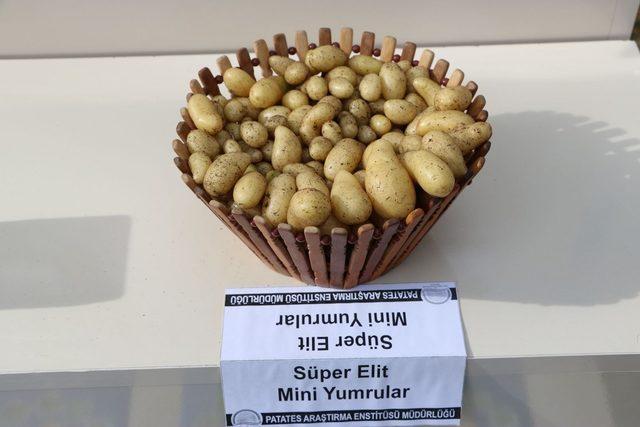 Yerli patates tophumu ihaleye çıkıyor