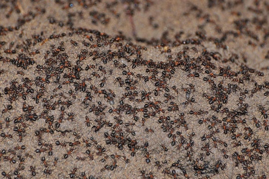 Almanya da bu karıncalar evleri istila etti! Hızla yayılıyorlar, ısırınca alerji yapıyor! Yetkililer çaresiz... 1