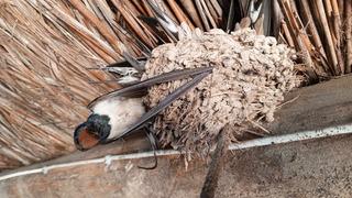 Hava sıcaklıkları 0'ın altına düştü: Kuşlar dayanamayıp donarak öldü!