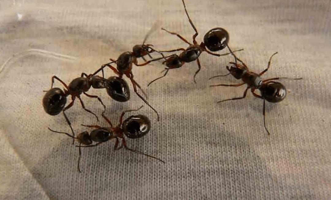 Almanya da bu karıncalar evleri istila etti! Hızla yayılıyorlar, ısırınca alerji yapıyor! Yetkililer çaresiz... 2