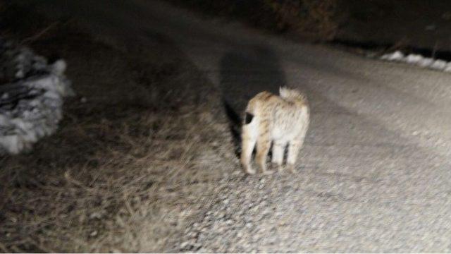 Tunceli’de kırmızı listede yer alan iki vaşak fotoğraflandı