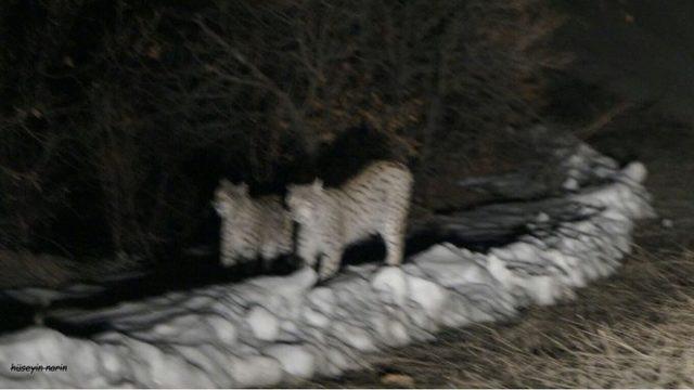 Tunceli’de kırmızı listede yer alan iki vaşak fotoğraflandı