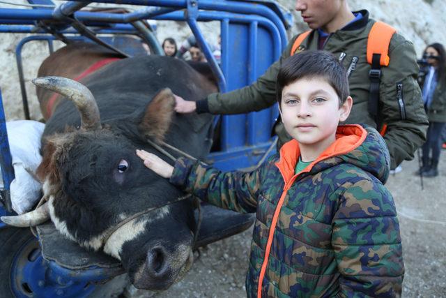 Artvin'de güreştirilecek boğalara antrenman yaptırılıyor