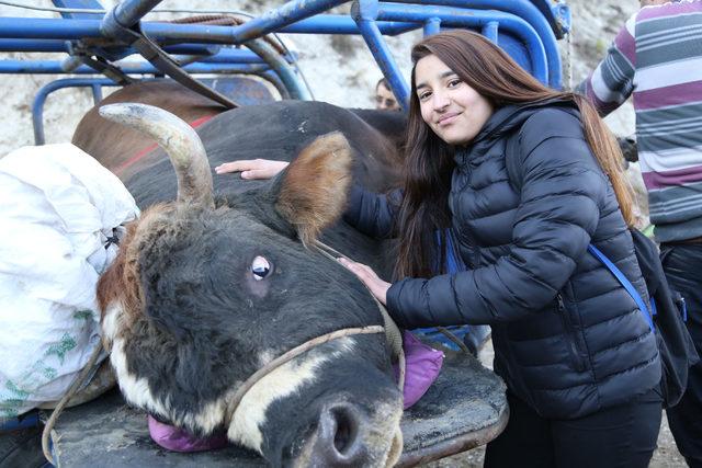 Artvin'de güreştirilecek boğalara antrenman yaptırılıyor