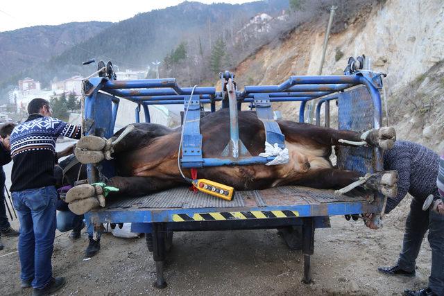 Artvin'de güreştirilecek boğalara antrenman yaptırılıyor