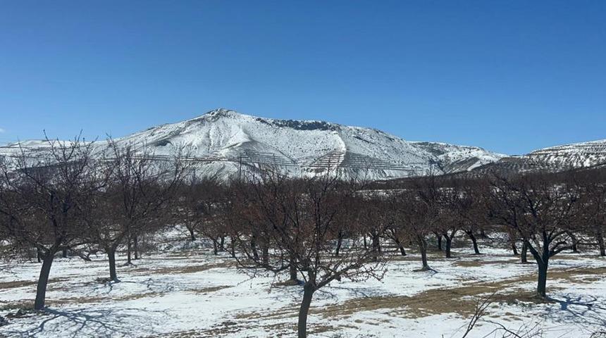 Sivas'ta etkili soğuk hava kayısı ağaçlarını vurdu
