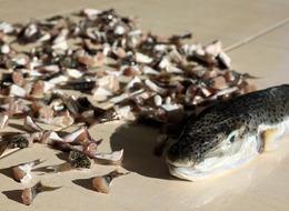 Balıkçılar, geçen yıl 189 bin 520 balon balığı yakaladı