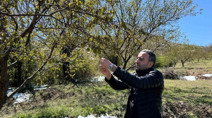 Akçadağ’da zirai don kayısıyı vurdu! Belediye Başkanı duyurdu: "Tablo çok kötü"