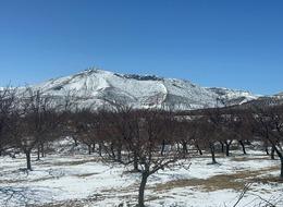 Nisan'ın soğuk havası kayısı ağaçlarındaki çiçekleri döktü