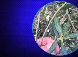 Salihli’de zeytin üreticilerine ‘halkalı leke’ uyarısı