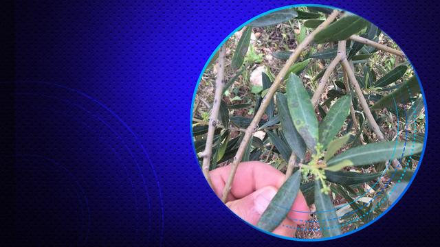 Salihli’de zeytin üreticilerine ‘halkalı leke’ uyarısı