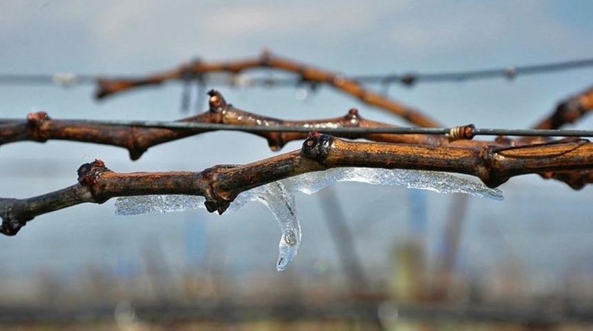 Don afeti Kırkağaçlı çiftçiyi de vurdu