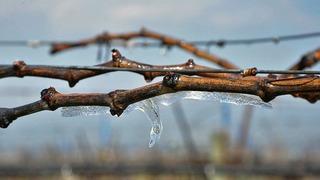 Don afeti Kırkağaçlı çiftçiyi de vurdu