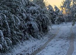 Malatya’da kayısı ağaçlarını don vurdu