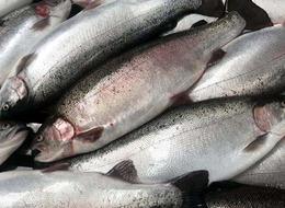 Türk somonu ihracatı yılın ilk çeyreğinde 84,4 milyon doları aştı