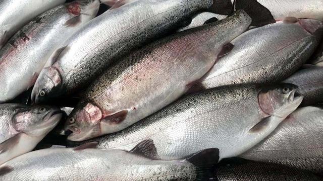 Türk somonu ihracatı yılın ilk çeyreğinde 84,4 milyon doları aştı