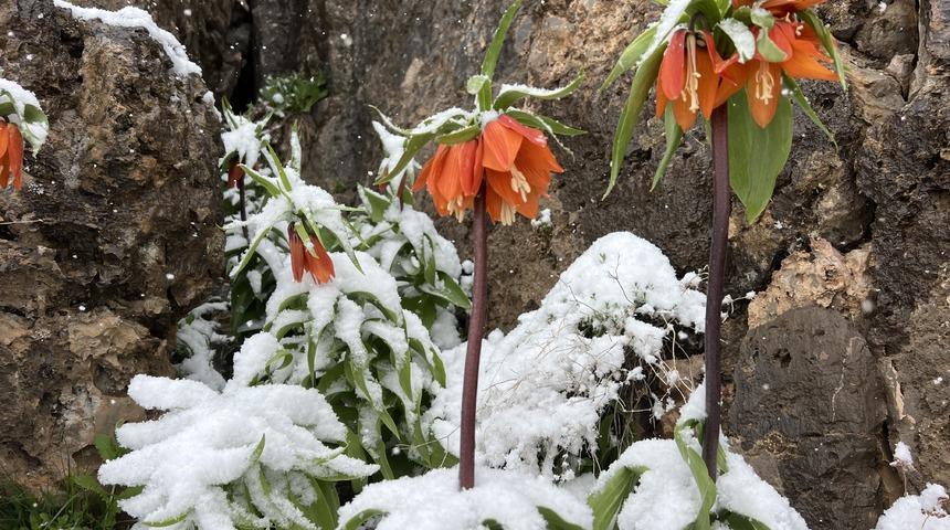 Şırnak'ta baharda açan ters laleler kar yağışıyla doğayı renklendirdi