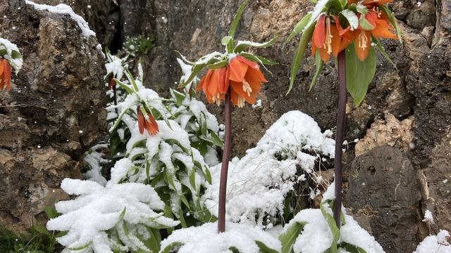 Şırnak'ta baharda açan ters laleler kar yağışıyla doğayı renklendirdi