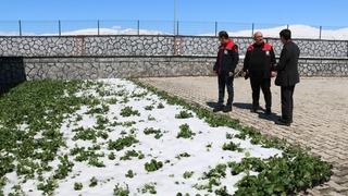 Erzincan ve ilçelerini zirai don vurdu