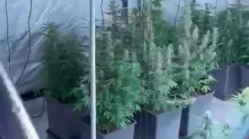 Evini uyuşturucu serasına çevirdi