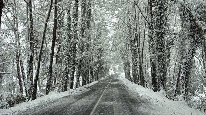 Ağaç tünel yolda beyaz güzellik