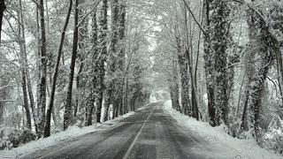Ağaç tünel yolda beyaz güzellik