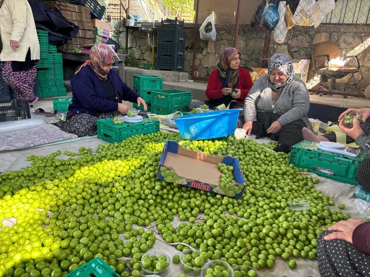 Kilosu 450 TL! Almanya, İngiltere ve Arap ülkelerine gönderiyorlar 'Fiyatlar çok düşük! Talep var ama...' G5