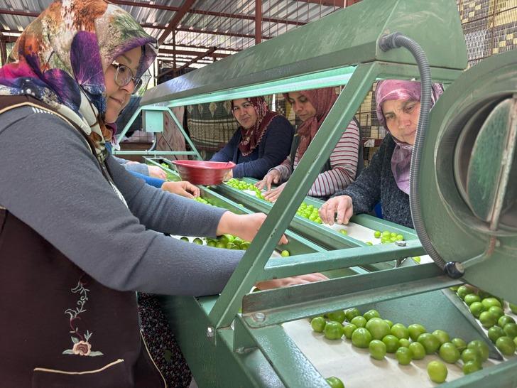 Kilosu 450 TL! Almanya, İngiltere ve Arap ülkelerine gönderiyorlar 'Fiyatlar çok düşük! Talep var ama...' G4