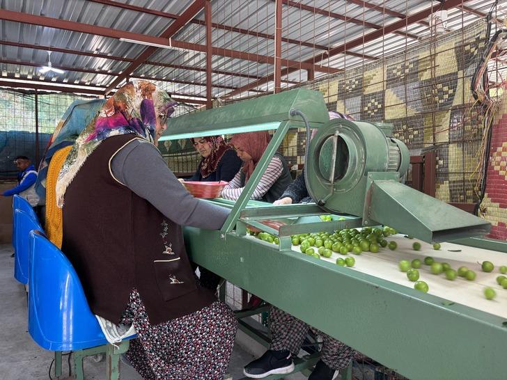 Kilosu 450 TL! Almanya, İngiltere ve Arap ülkelerine gönderiyorlar 'Fiyatlar çok düşük! Talep var ama...' G3