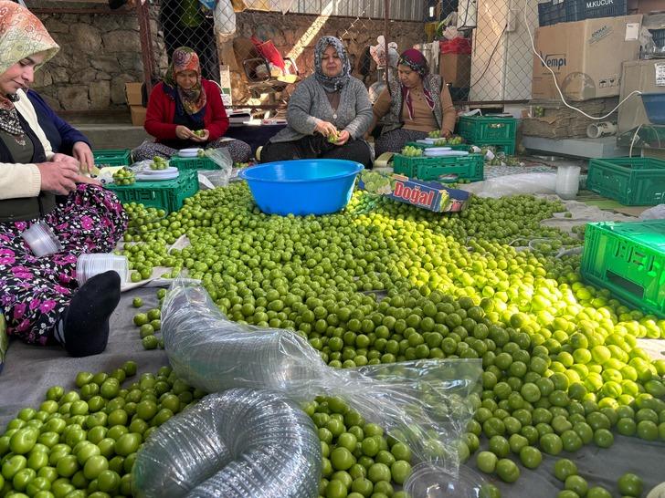 Kilosu 450 TL! Almanya, İngiltere ve Arap ülkelerine gönderiyorlar 'Fiyatlar çok düşük! Talep var ama...' G2