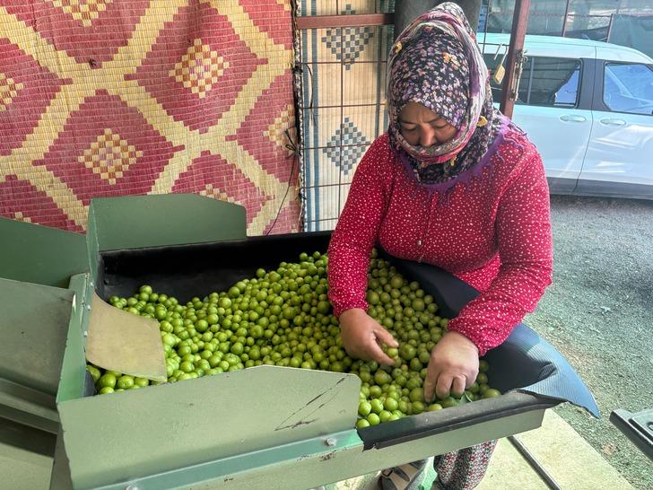 Kilosu 450 TL! Almanya, İngiltere ve Arap ülkelerine gönderiyorlar 'Fiyatlar çok düşük! Talep var ama...' G1