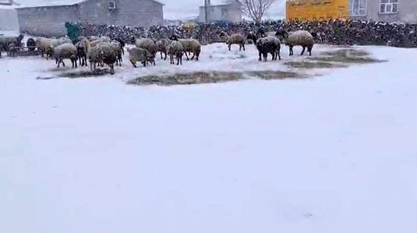 Besicilerin kar esareti sürüyor