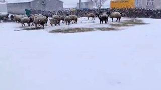 Besicilerin kar esareti sürüyor