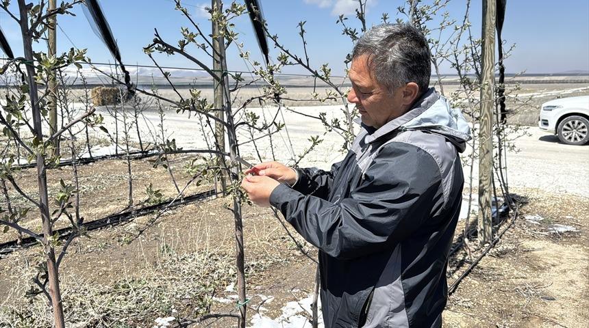 Zirai don, Niğde'deki elma üreticilerini üzdü