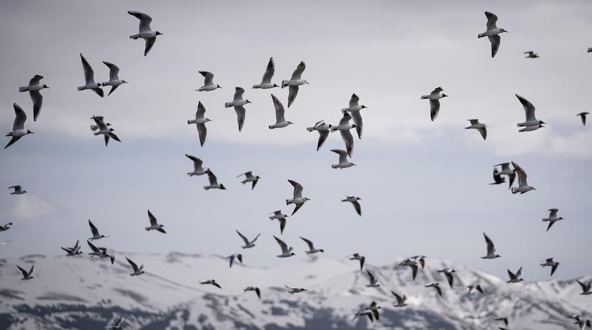 Erzurum'un sulak alanları g&ouml;&ccedil;men kuşlarla şenlendi